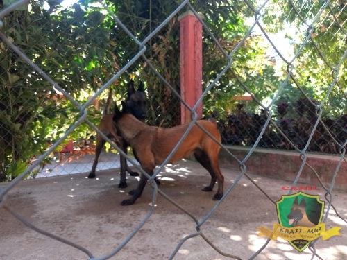 Fotos Ninhada