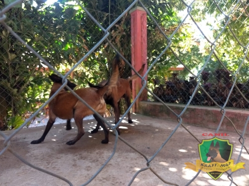 Fotos Ninhada
